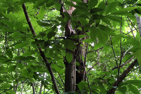 TreeSnap