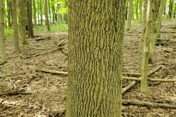 TreeSnap