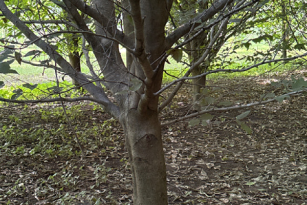 TreeSnap