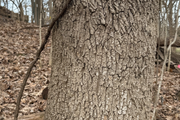 TreeSnap