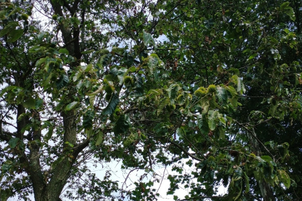TreeSnap
