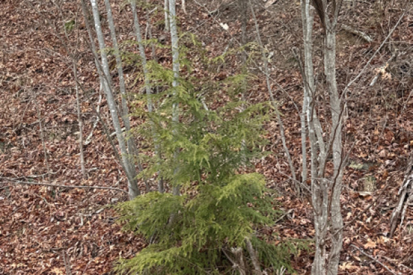 TreeSnap