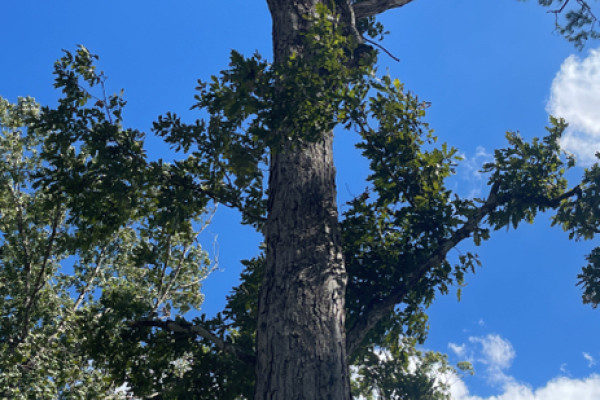 TreeSnap