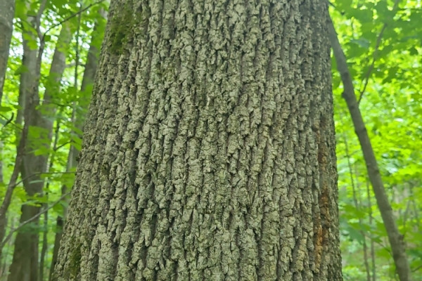 TreeSnap