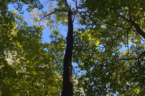 TreeSnap