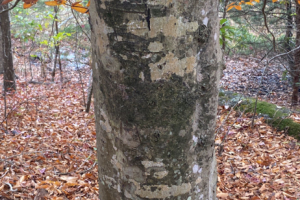 TreeSnap