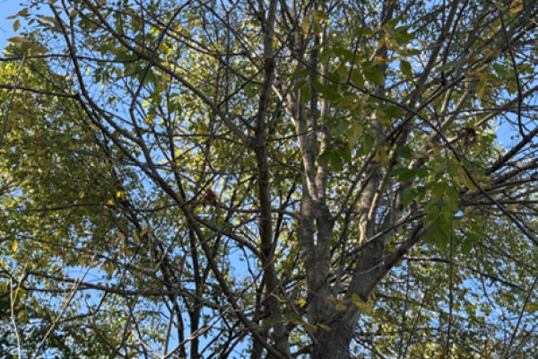 TreeSnap