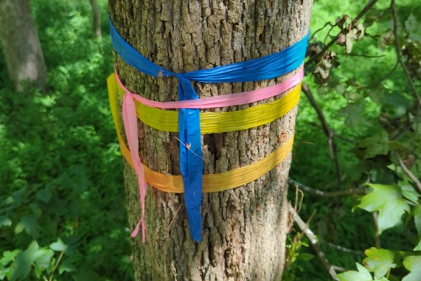 TreeSnap