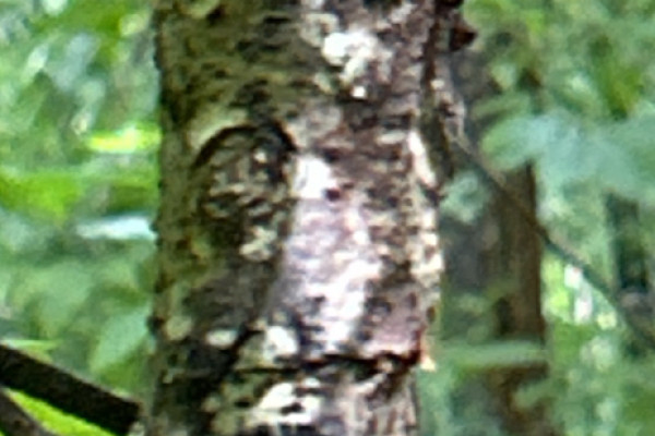 TreeSnap