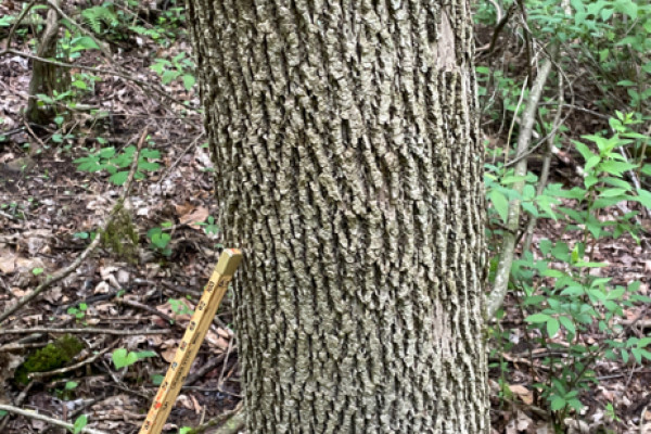 TreeSnap