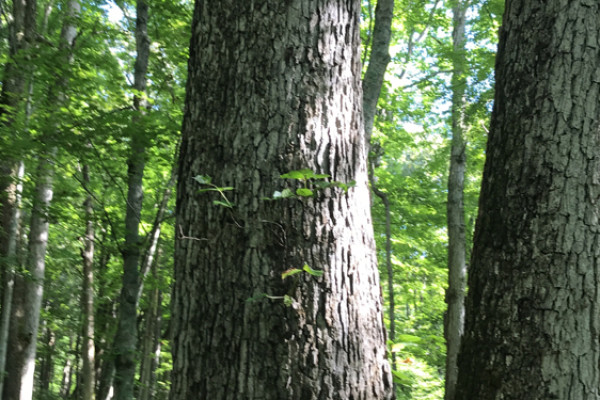 TreeSnap
