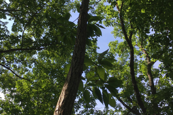 TreeSnap