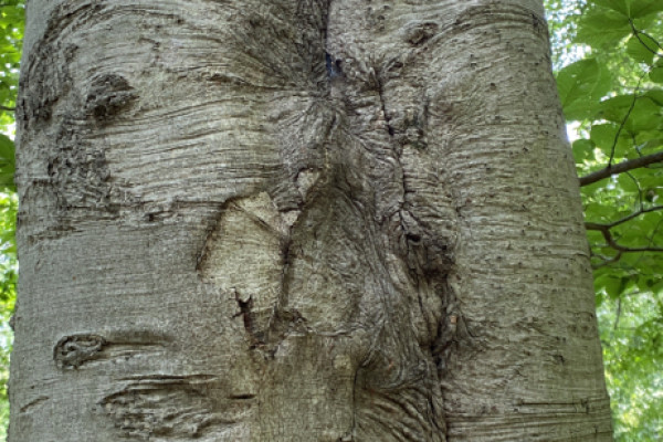 TreeSnap