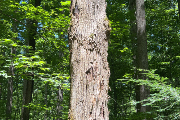 TreeSnap
