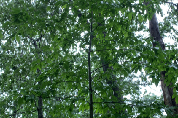 TreeSnap