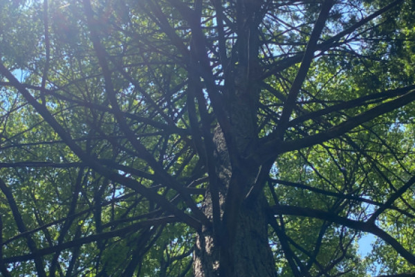 TreeSnap