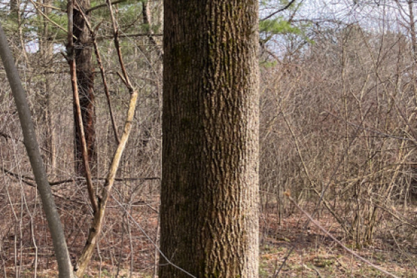 TreeSnap