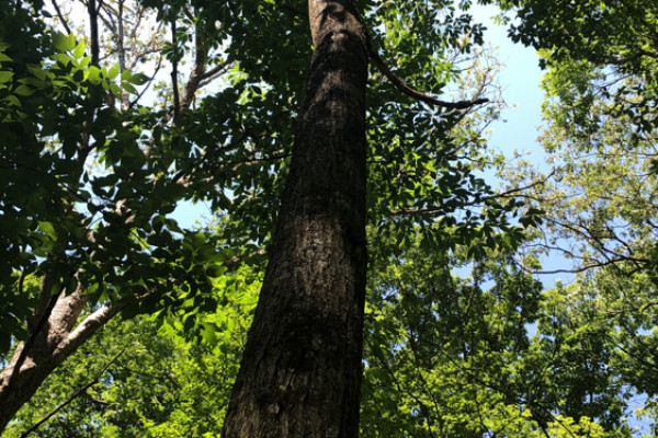 TreeSnap