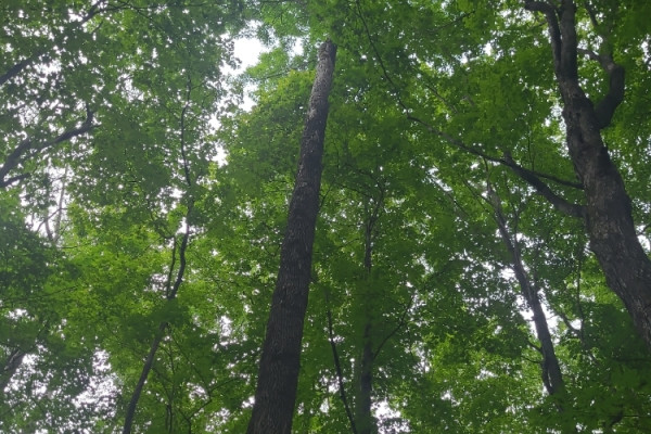 TreeSnap