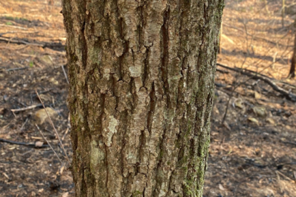 TreeSnap