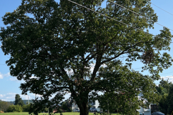 TreeSnap