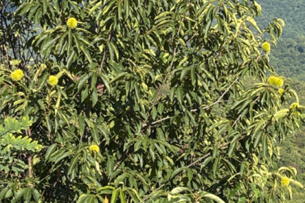 TreeSnap