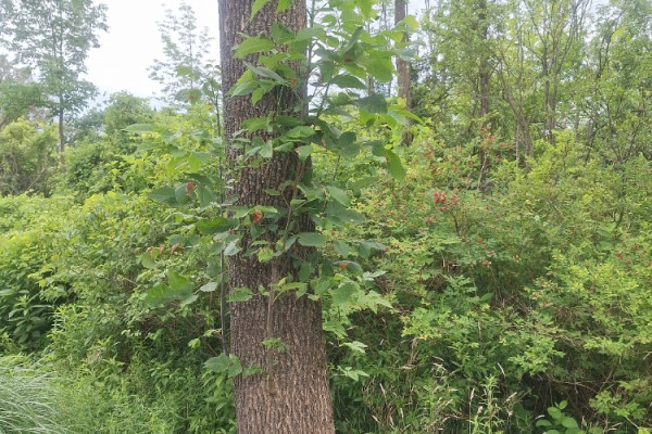 TreeSnap