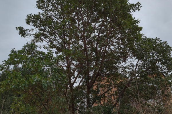 TreeSnap