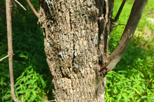 TreeSnap