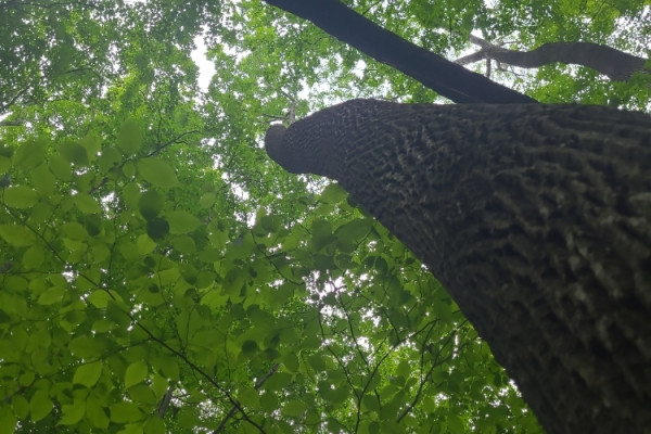 TreeSnap