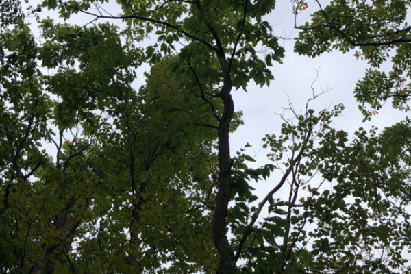 TreeSnap