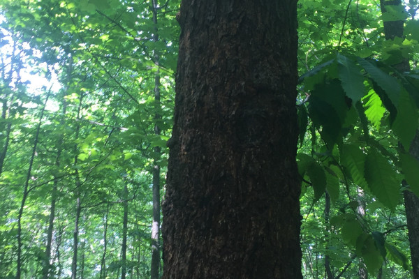 TreeSnap