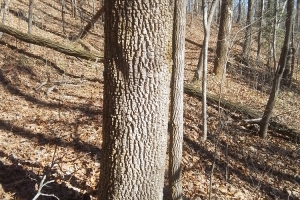 TreeSnap