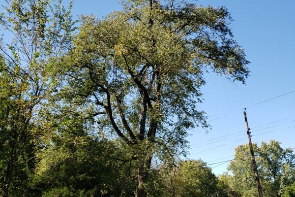 TreeSnap
