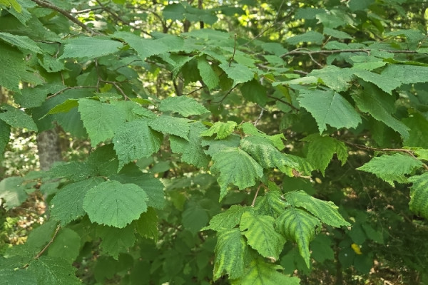 TreeSnap