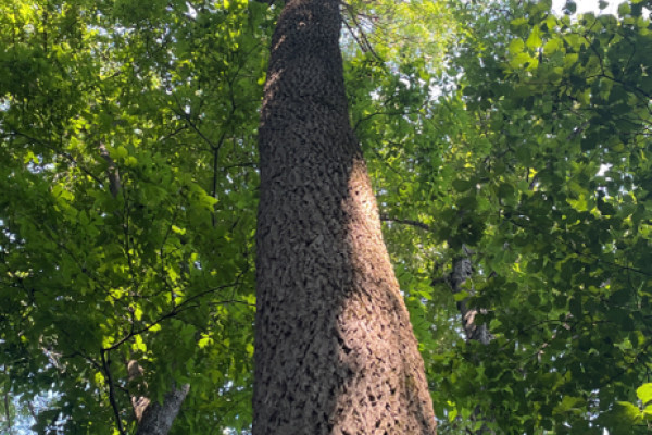 TreeSnap