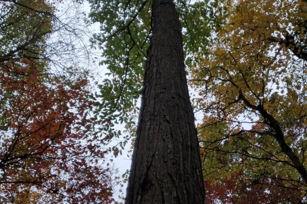 TreeSnap