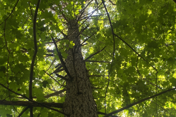 TreeSnap