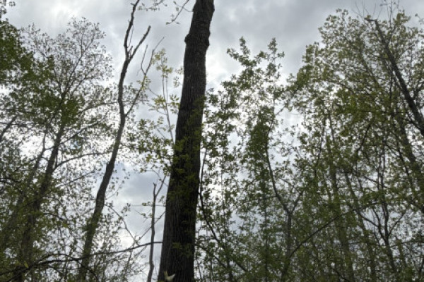 TreeSnap