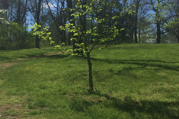 TreeSnap