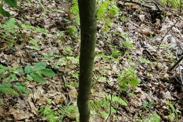 TreeSnap