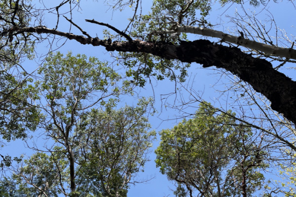TreeSnap