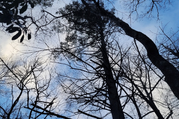TreeSnap