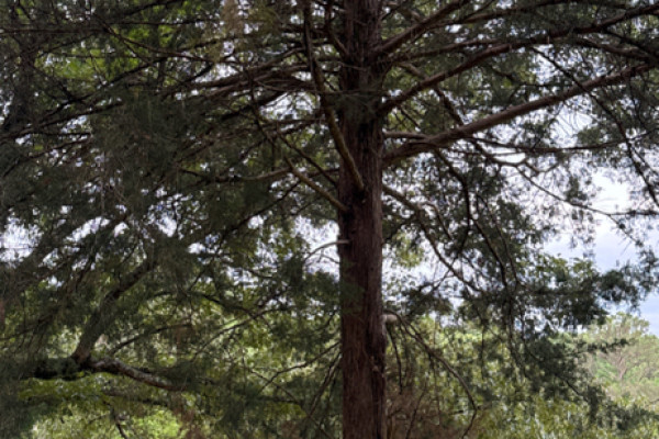 TreeSnap