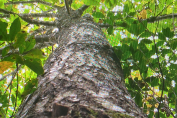 TreeSnap
