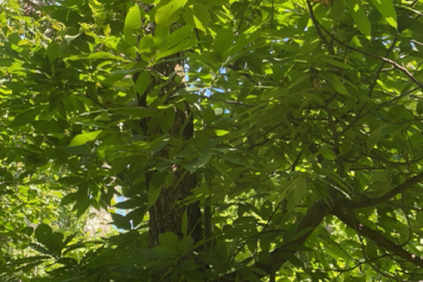 TreeSnap