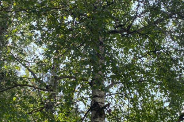 TreeSnap