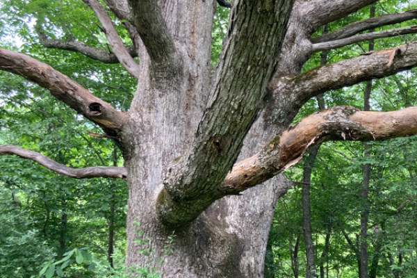 TreeSnap
