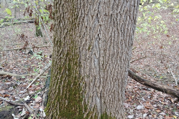 TreeSnap