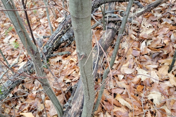 TreeSnap